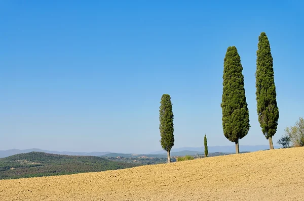 Toscane cipressen op het veld — Stockfoto