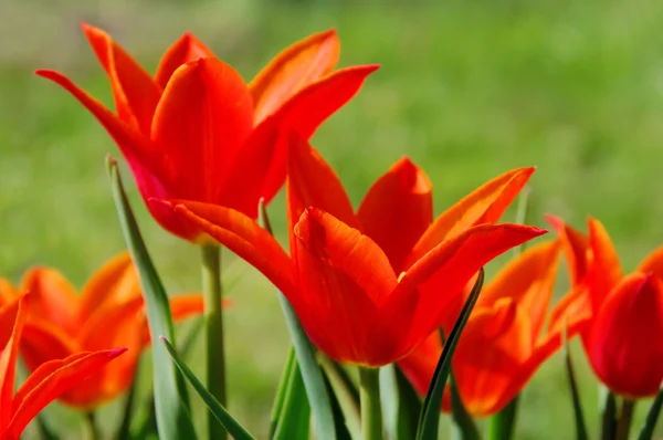 Tulipa vermelha 19 — Fotografia de Stock