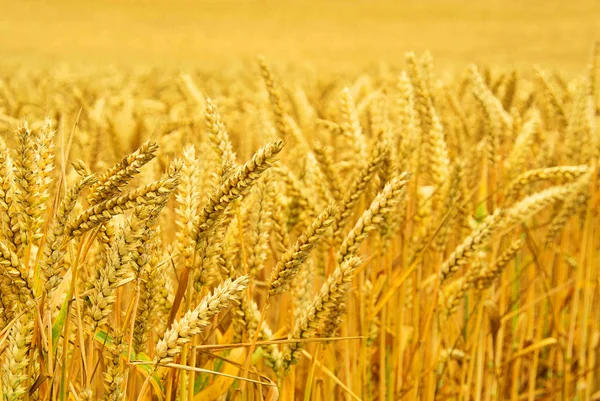 Пшеничное поле 03 — стоковое фото