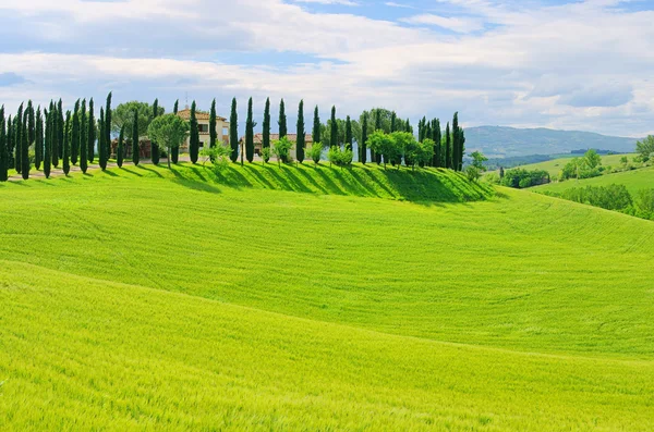 Cipressi sul campo, Italia — Foto Stock