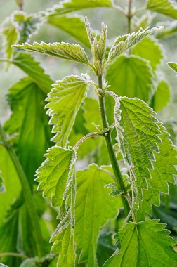 Stinging nettle hoarfrost 01 clipart