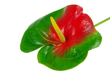 Anthurium 27