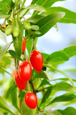 Goji berry 04 clipart