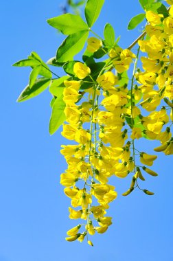 Laburnum 03