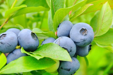 Blueberry on shrub 04 clipart