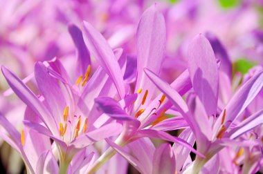 sonbahar crocus 05