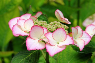 HORTENSIA 01