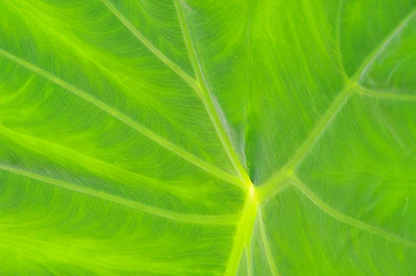 Leaf ven 01 — Stockfoto