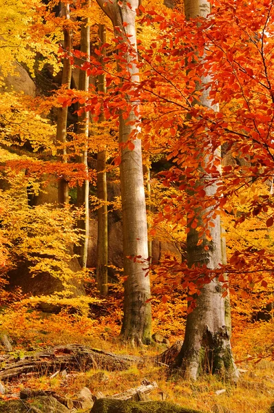 Bukového lesa na podzim 28 — Stock fotografie
