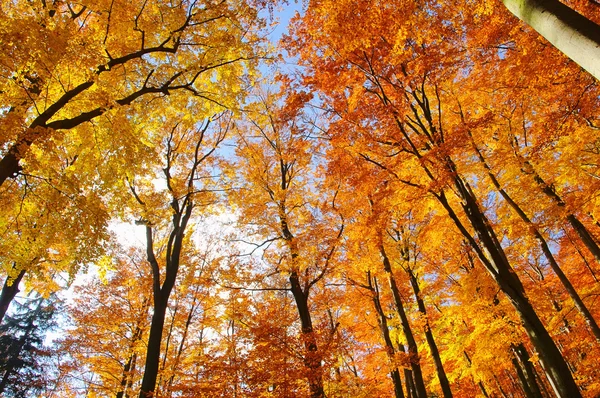 Bosque de haya en otoño 31 — Foto de Stock