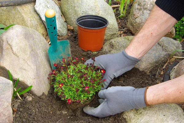 Planter un saxifraga bryoides 04 — Photo
