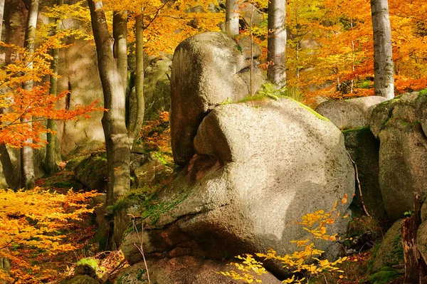 Rock in beech forest 01 — Stock Photo, Image