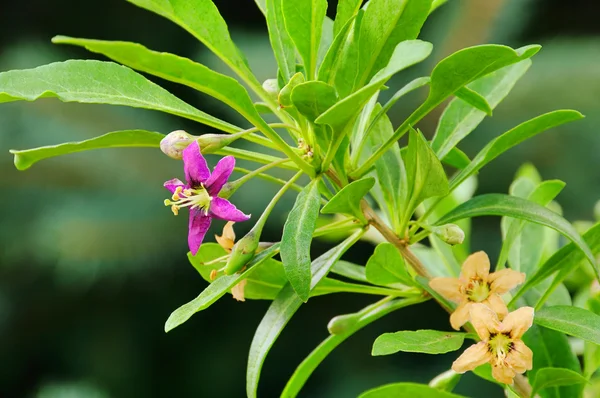 Flor de bagas de Goji 04 — Fotografia de Stock