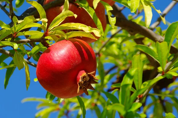 Pomegranate 23 — Stock Photo, Image