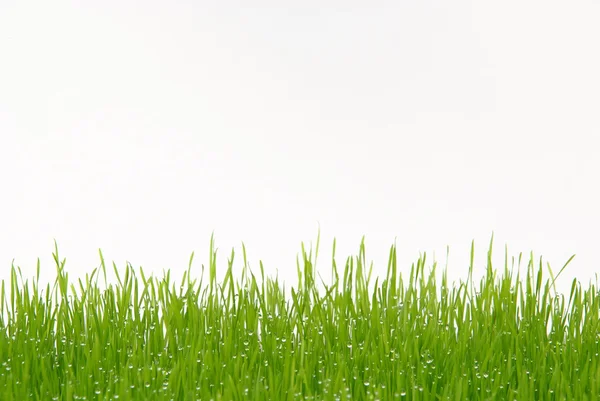 Stock image Grass 02