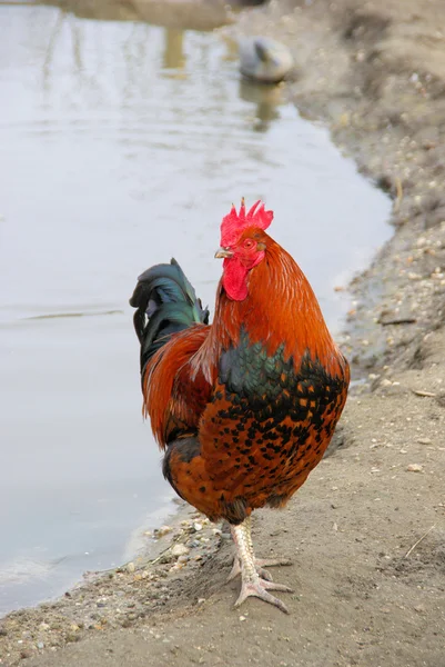 Cock 08 — Stock Photo, Image