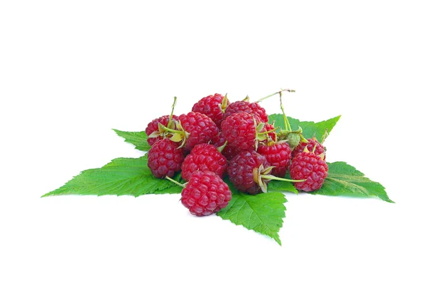 Raspberry 17 — Stock Photo, Image