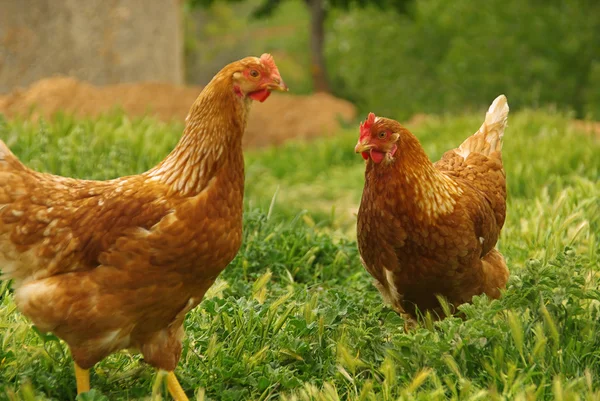 Kyckling 07 — Stockfoto