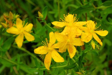 St Johns wort 18