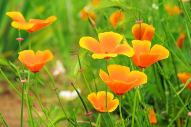 California poppy 29 clipart