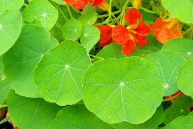 Tropaeolum 04