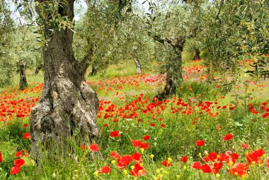 mısır haşhaş olive Grove 04