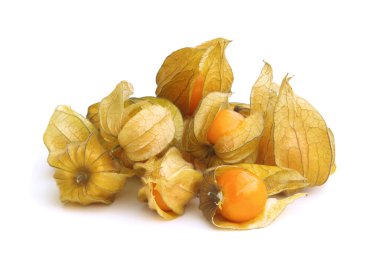 Physalis 07