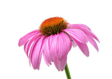 Purple Coneflower 47 clipart