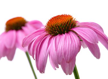 Mor coneflower 48