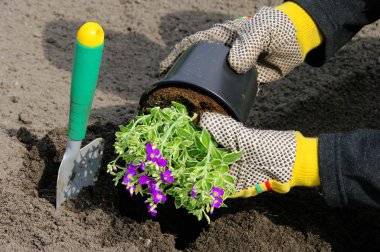 Shrub planting 16 clipart