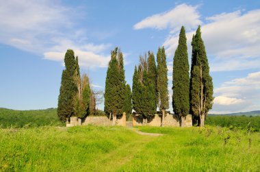 Cypress trees on the field, Tuscany clipart