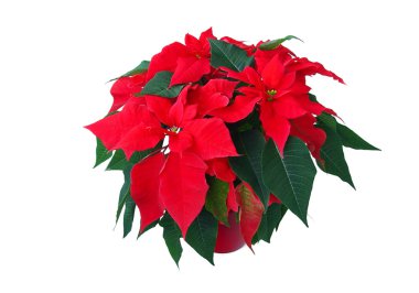 Poinsettia 05 clipart