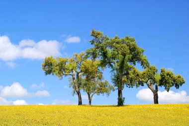 çayır ve cork oaks 23