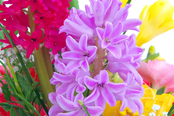 Hyacinth 05 — Stock Photo, Image