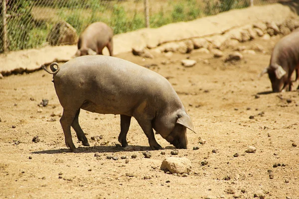 Porco ibérico preto 03 — Fotografia de Stock