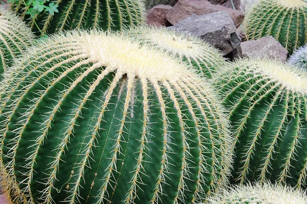 Golden Barrel Cactus 01 — Stock Photo, Image