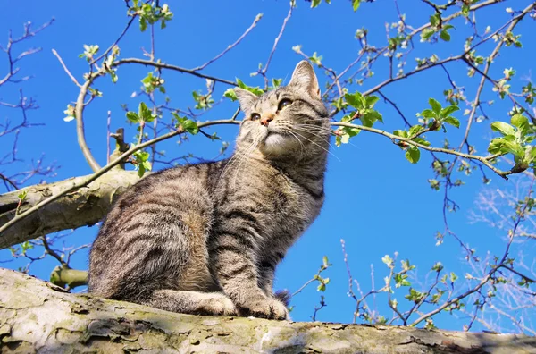แมวบนต้นไม้ 01 — ภาพถ่ายสต็อก