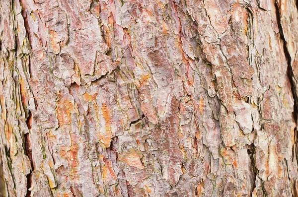 Pine bark 02 — Stock Photo, Image