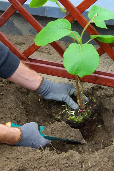 Planting a kiwi plant 03 — Stock Photo, Image