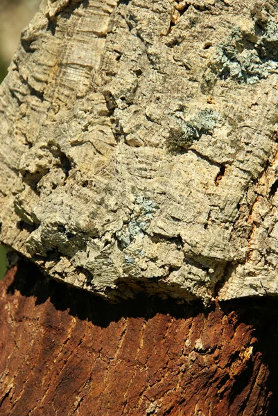 Пробковый дуб 29 — стоковое фото