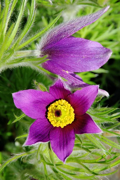 Pasque flower 16 — Stock Photo, Image