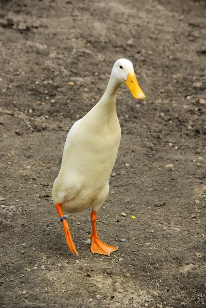 Runner duck 05 — Stock Photo, Image