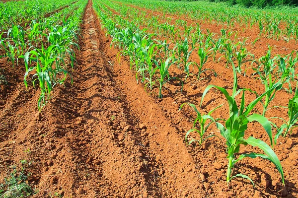 Kukorica a területen 05 — Stock Fotó