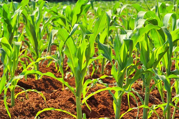 Corn field 07 — Stock Photo, Image