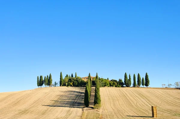 Cipreste árvores no campo, Toscana — Fotografia de Stock