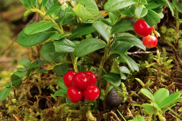 Cowberry plant 19 — Stock Photo, Image