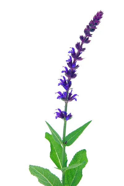 Sage flower isolated 09 — Stock Photo, Image