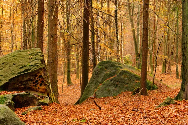 Rocher de grès dans la forêt 08 — Photo