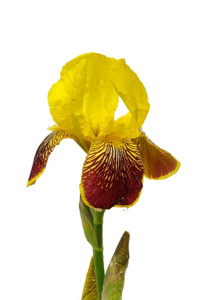 Iris geïsoleerd 01 — Stockfoto
