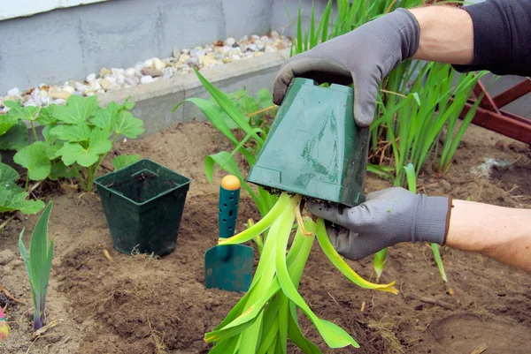 Planting a daylily 02 — Stock Photo, Image